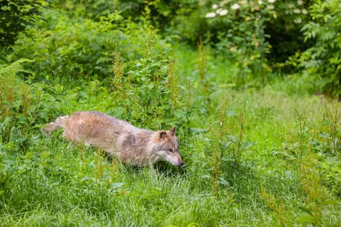 An adult male gray wolf (Canis lupus lupus) runs across a green meadow in hilly terrain