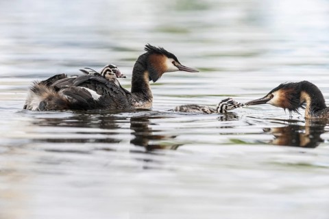 Great Crested Grebe (Podiceps Scalloped ribbonfish) with juveniles, Emsland, Lower Saxony, Germany