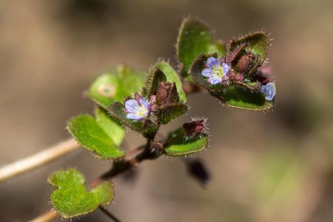 Ivy honorary prize, ivy leaf honorary prize, plantaginaceae, Veronica hederifolia, plantain plants,