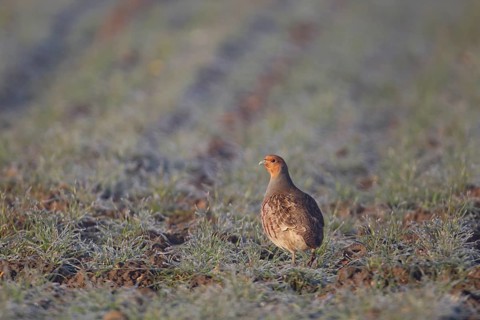 Grey or English or Hungarian partridge (Perdix perdix) adult game bird in a farmland cereal field,
