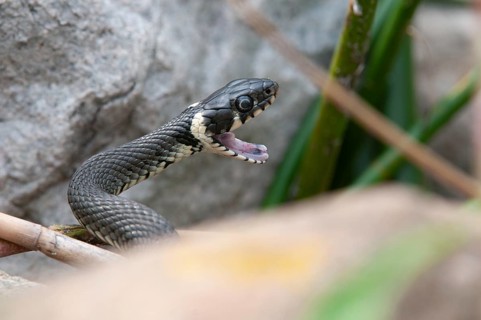 Grass Snake, Natrix Natrix, Grass Snake, Critters, Reptilia, Reptiles, Ringed Snakes, Snakes, Water