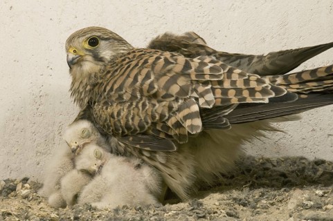 Common Kestrel (Falco tinnunculus) juvenile, Saxony, Germany