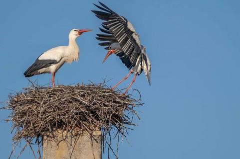 Two white storks (ciconia ciconia) can be seen in a tree. One is on the nest while the other