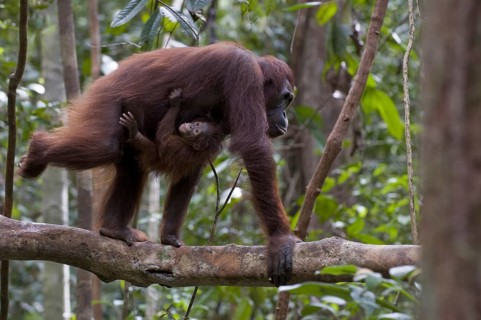 Indonesia, Borneo, animal, animals, mammal, mammals, monkey, monkeys, primates, orangutan, young,