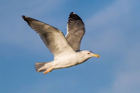 Baraba Gull (Larus fuscus barabensis) flying, Eilat, Israel