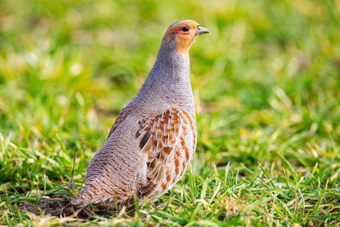 Grey partridge (Perdix perdix) Germany
