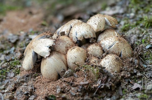 Coprinopsis acuminata, Coprinus acuminatus, gray tintling, narrow-spored wrinkle tintling, pointed