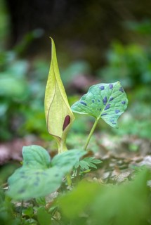 Araceae, Arum Maculatum, Spotted Arum Wand, Adder's Root, Arum Lily, Flora, High Size, Portrait,