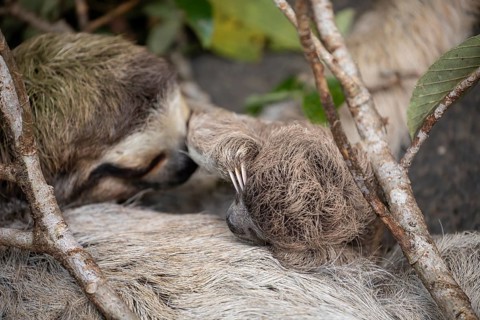 Close up of a cute baby three-toed sloth (Bradypus variegatus) resting on its mother's belly.