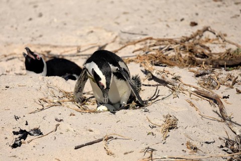 African penguin (Spheniscus demersus), adult, nest, breeding colony, beach, clutch of eggs,