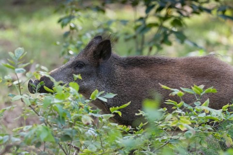 Artiodactyla, even-toed ungulate, cloven-hoofed, wild boar, wild boar, mammals, mammals
