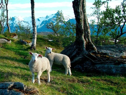 Geography, travel, Norway, sheep, Nordland, Northern Norway