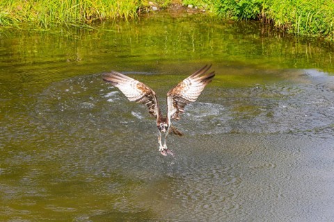 Western osprey (Pandion haliaetus) fishing, Finland