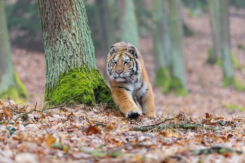 One young female Siberian Tiger, Panthera tigris altaica, running thru a forest