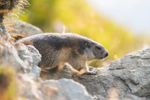 Alpine marmot (Marmota marmota) in autumn, Grossglockner, High Tauern National Park, Austria