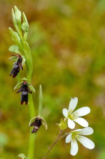 Fly ragwort, Ophrys insectifera, orchidaceae, orchids, orchid, Sweden, flora, fly orchid, high