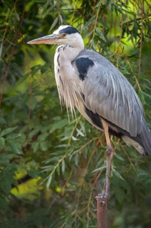 Ardea cinerea, heron, gray heron, birds, ciconiiformes, high size, portrait, heron, walking birds,