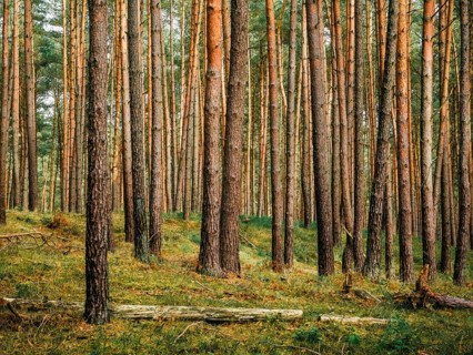 A light pine forest, Nossentiner Schwinzer Heide nature park Park, Mecklenburg-Western Pomerania,