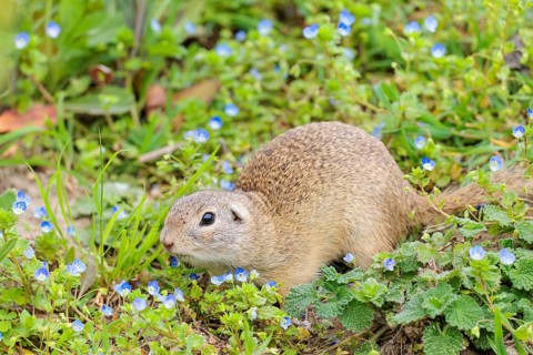 A fully grown ground squirrel (Spermophilus citellus) sits in a green meadow on a sunny day,