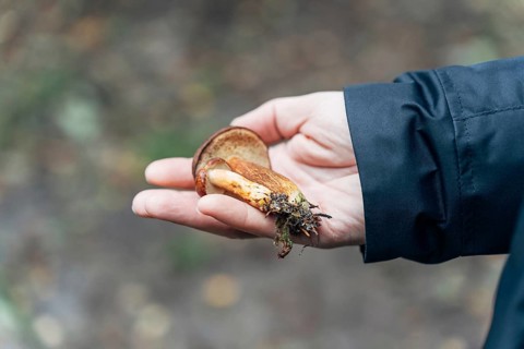 Mans hand holding freshly picked birch boletes (Leccinum scabrum) in autumn forest
