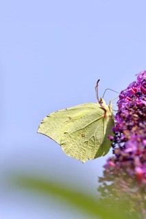 A lemon butterfly (Gonepteryx rhamny) feeding on nectar from a butterfly bush (Buddleja), wildlife,