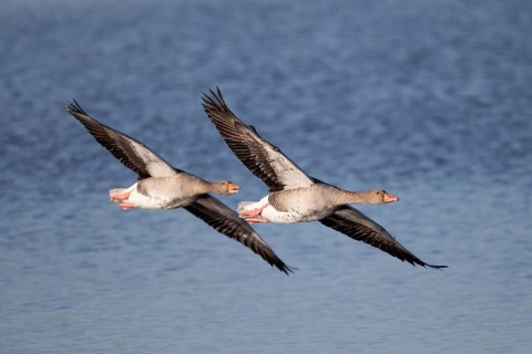 Pair of greylag geese flying together, in the Großen Rosin Moor nature reserve,