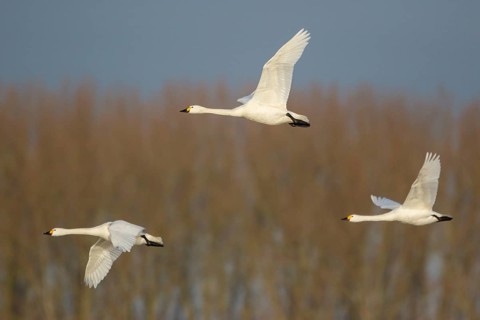 Tundra Swan (Cygnus columbianus bewickii) group flying, Netherlands
