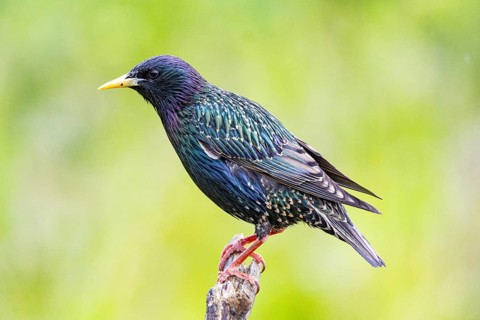 Starling (Sturnus vulgaris) Germany