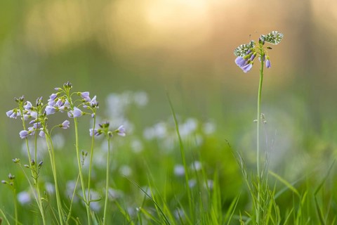 Aurora butterfly (Anthocharis cardamines) on meadowfoam, Vechta, Lower Saxony, Germany