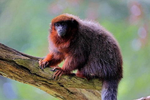 Coppery titi (Plecturocebus cupreus, Syn.: Callicebus cupreus), adult, alert, tree trunk, South
