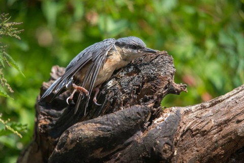 Nuthatch, Sitta Europaea, Bath, Bathe, Birds, Adolescent, Juvenile, Passeri, Songbirds, Sunbath,
