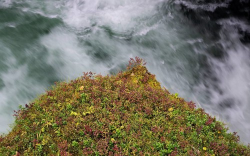 Fast-flowing water, mountain stream, overgrown ledge, Øvstestølbrua, long exposure, Valldal, Norway