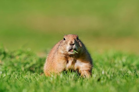 Black-tailed prairie dog (Cynomys ludovicianus) sitting feeding in a meadow, North America