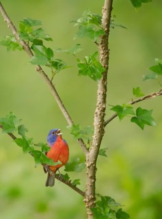 Painted Bunting (Passerina ciris) male singing, perched on a branch, Texas, USA