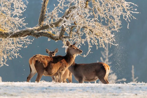 Three female red deer (Cervus elaphus) stand in the first light of day on a meadow covered in hoar