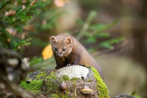 European pine marten (Martes martes) in a forest in autumn, Bavaria, Germany