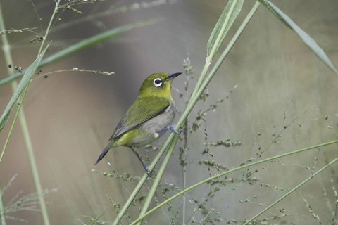 Japanese White-eye (Zosterops japonicus), Hawaii, USA