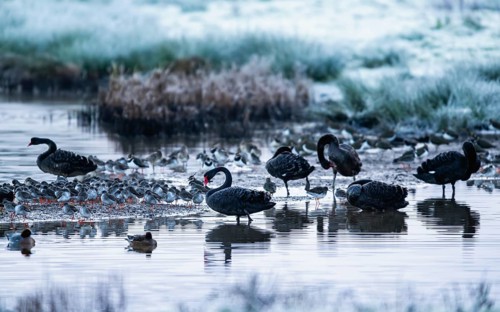Black Swan, Cygnus atratus, birds on a winter marshes at dawn