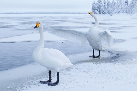 Whooper Swan (Cygnus cygnus), Finland