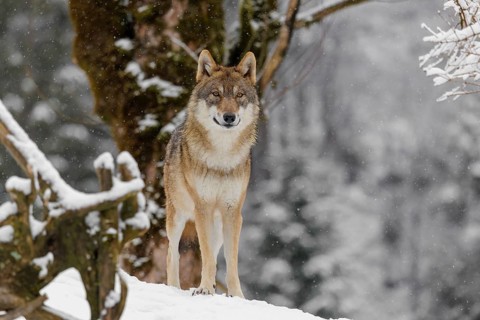 An adult female grey wolf (Canis lupus lupus) stands on a sloping, snow-covered meadow on a cold,