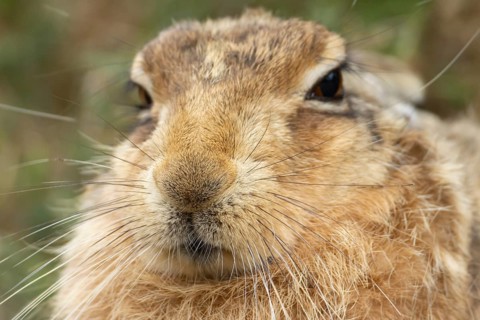 European brown hare (Lepus europaeus) adult animal head portrait, England, United Kingdom
