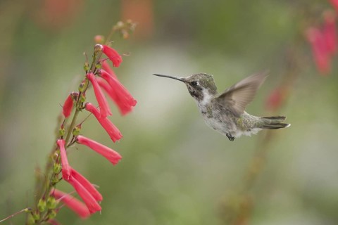 Costa's Hummingbird (Calypte costae) female, California, USA