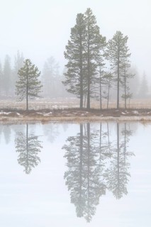 Pine trees are reflected in a swamp lake in fog, Gällivare, Norrbotten, Lapland, Sweden, October