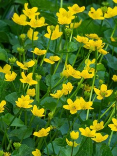 Marsh-marigold or kingcup (Caltha palustris), flowering on marshy ground, Hesse, Germany
