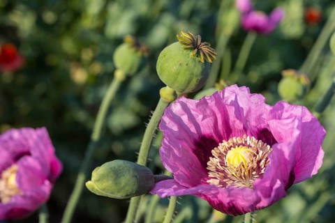 Close-up of a single blue poppy (Papaver somniferum) flower in a field near Callenberg, Saxony,