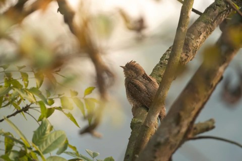 Eurasian wryneck or northern wryneck (Jynx torquilla), Sreepur, Gazipur, Bangladesh