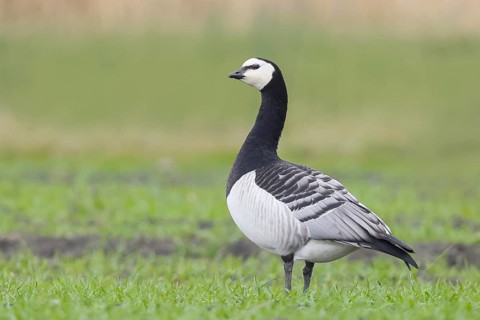 White-fronted goose or barnacle goose (Branta leucopsis), standing in a meadow in the wintering