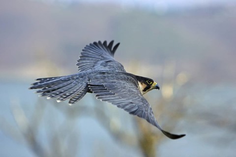Wanderfalke; Falco peregrinus; im Flug über dem Edersee in Nordhessen