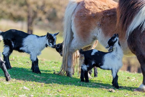 Two young pygmy goats (Capra hircus) are playing with the manes of two Falabella (Equus ferus