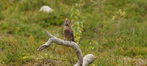 Eurasian jay (Garrulus glandarius) with raised head feathers, threatening gesture, on a tree stump,